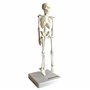 Cranstein A-134 Mini squelette 20 cm
