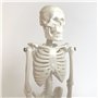 Cranstein A-134 Mini squelette 20 cm