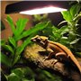 Aqua-Terra Lighting Tube T5 2,4 % 8 W pour habitations à l'ombre/espèces arboréales dans les zones de Furguson 1-2. L'ampoule 8
