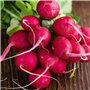 Radis rond Saxa, Graines certifiées biologiques prêt à Pousser Minigarden, 100% Naturelles sans Propagateurs Chimiques ni Génie 