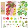 Lot de 65 véritables fleurs séchées pressées avec plusieurs pétales de fleurs séchées avec 5 marque-pages et pince à épiler pour
