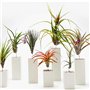 PLANT IN A BOX - Set de 5 Tillandsias- Plantes aériennes- H5-10cm