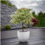 Plant in a Box - Acer palmatum 'Ukigumo' - Érable du Japon Arbres rustiques - Feuilles vertes - Pot 19cm - Hauteur 50-60cm