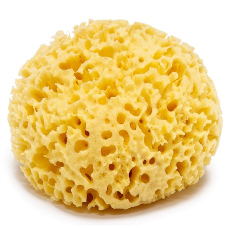 Kalyspongea® Éponge de mer 100% Naturelle Bio Grande 12-13 cm de haute qualité résistante et durable exfoliante de bain pour le