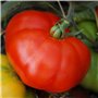 10 graines de tomate rouge marmande gros fruit potager légume semence potager