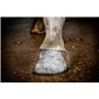 Holland Animal Care Hi Gloss Glitter Hoof Polish 150 ml – Soin des chevaux – Paillettes pour sabots et pelage – Soin des sabots