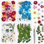 134 pièces Vraies Fleurs Pressées Séchées