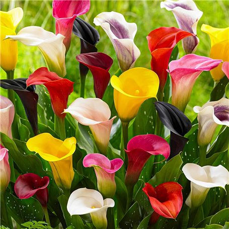 Collection de Bulbes de Calla Lilies Zantedeschia - 10 pièces - 5 Variétés - 2 de Chaque Couleur - Idéal pour Pots et Jardin - M