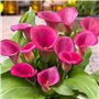 Collection de Bulbes de Calla Lilies Zantedeschia - 10 pièces - 5 Variétés - 2 de Chaque Couleur - Idéal pour Pots et Jardin - M