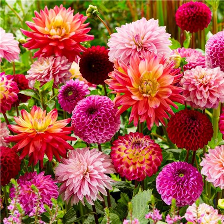 Bulbes de Dahlias Super Collection - 10 Tubercules Géants de Dahlias - Mélange de Bulbes de Fleurs des Pays-Bas - Véritables Gra