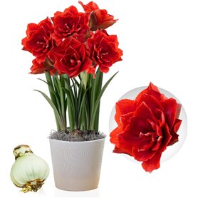 Amaryllis Cherry Nymph bulbe