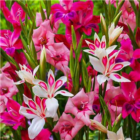 Glaïeuls Botanique Nanus Mix collection