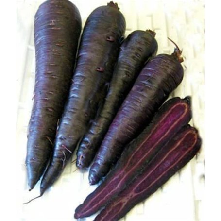 Graines végétales - Carotte - Purple Sun F1 - 80 graines de qualité supérieure