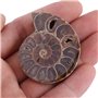Spécimen d'ammonite Fossil, 2Pcs Spécimen de Coquille Shell Madagascar Pierres Naturelles et minéraux(4cm) Ammonite fossile foss