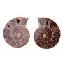 Spécimen d'ammonite Fossil, 2Pcs Spécimen de Coquille Shell Madagascar Pierres Naturelles et minéraux(4cm) Ammonite fossile foss