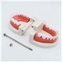 Lot de 2 modèles dentaires avec 2 brosses à dents - Modèle dentaire pour enfants - Modèle dentaire - En PVC - Pour les cours den