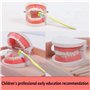 Lot de 2 modèles dentaires avec 2 brosses à dents - Modèle dentaire pour enfants - Modèle dentaire - En PVC - Pour les cours den