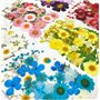 Vraies Fleurs Pressées Séchées pour Décorations Florales Art Artisanat Scrapbooking Fleurs Pressé Séchées pour Bricolage Bougie 