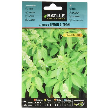 Basilic Lemon Citron