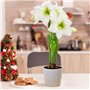 Amaryllis Bulbe White Star - 1 pièces fleurs en grand format 26/30 - Bulbe Amaryllis - Véritables plantes de Hollande - Hippeast
