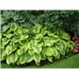 Collection de Plantes Vivaces Budget Hosta - Mélange de 5 Hybrides en 5 Variétés - Grandes Funkia Vivaces Rustiques Racines Nues