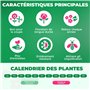 Collection de Plantes Vivaces Budget Hosta - Mélange de 5 Hybrides en 5 Variétés - Grandes Funkia Vivaces Rustiques Racines Nues