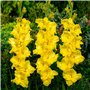 Glaïeuls Jaune