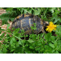 Graines de fleurs Testumix Mini pour tortues,lapins, poules et abeilles