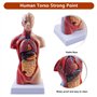 10,5 pouces torse médical corps humain modèle anatomie poupée 15 pièces amovibles organes éducatifs modèle pour l'enseignement d