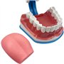 Youya Modèle de dents 2 fois de grandes tailles, modèle d'enseignement dentaire avec brosse à dents et langue pour enfants
