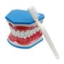 Youya Modèle de dents 2 fois de grandes tailles, modèle d'enseignement dentaire avec brosse à dents et langue pour enfants
