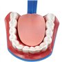 Youya Modèle de dents 2 fois de grandes tailles, modèle d'enseignement dentaire avec brosse à dents et langue pour enfants