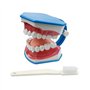Youya Modèle de dents 2 fois de grandes tailles, modèle d'enseignement dentaire avec brosse à dents et langue pour enfants