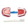 Youya Modèle de dents 2 fois de grandes tailles, modèle d'enseignement dentaire avec brosse à dents et langue pour enfants