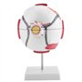 SANON Modèle D'anatomie Du Globe Oculaire Grossissement 6X Modèle de Globe Oculaire Humain Amovible pour L'enseignement de L'étu