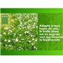 Trefle Blanc - BHS - 500 m²| Favorise la biodiversité, s'adapte a tous types de sols et résiste au piétinement.
