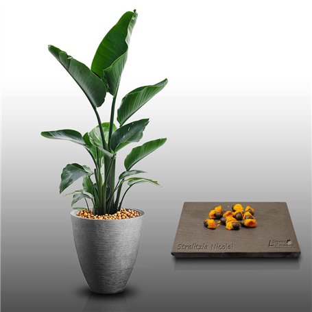 10 graines à semer - Le Grenier d'Abondance - OISEAU DU PARADIS BLANC - Strelitzia Nicolai