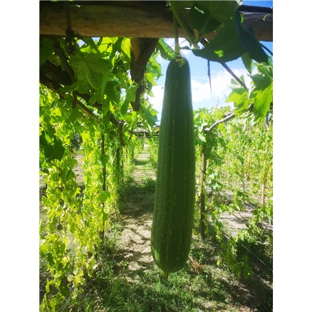 25 Semences de Luffa