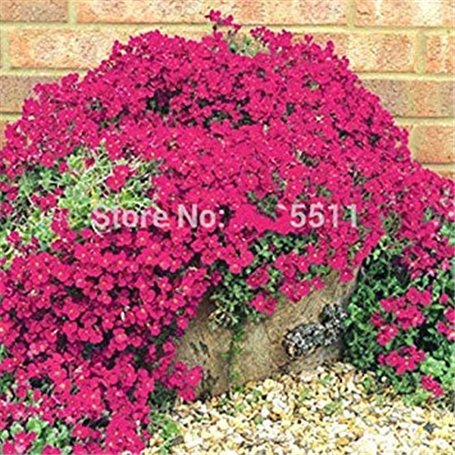 Escalade Fleur 100 Aubrieta Graines Cascade Purple Flowers Seed