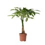 Plant in a Box - Pachira Aquatica - plante d'intérieur - Arbres à monnaie - Pot 17cm - Hauteur 60-70cm