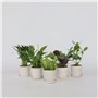 Plant in a Box - Plantes d'intérieur purificatrices d'air - Mix de 5 Plantes - Pot 12cm - Hauteur 25-40cm