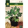 Mascarell - Graines d'arachide à planter