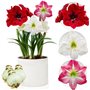 Collection de bulbes d'Amaryllis