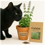 300 graines à semer - Le Grenier d'Abondance - Cataire - Nepeta Cataria