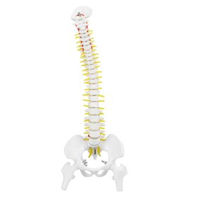 Modèle de Colonne Vertébrale