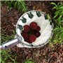Outil de Cueillette de Fruits,Cueilleurs de Fruits Outils de Cueillette de Jardinage Métal Cueille-Fruits avec Sac de Collecte p