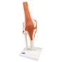 3B Scientific A82/1 Modèle Fonctionnel de Luxe de l'Articulation du Genou + Application anatomie gratuite - 3B Smart Anatomy