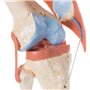 3B Scientific A82/1 Modèle Fonctionnel de Luxe de l'Articulation du Genou + Application anatomie gratuite - 3B Smart Anatomy