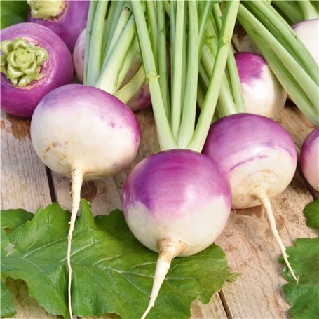 Germisem graines Navet potager NANCY