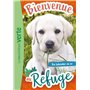 Bienvenue au refuge 08 - Un labrador en or